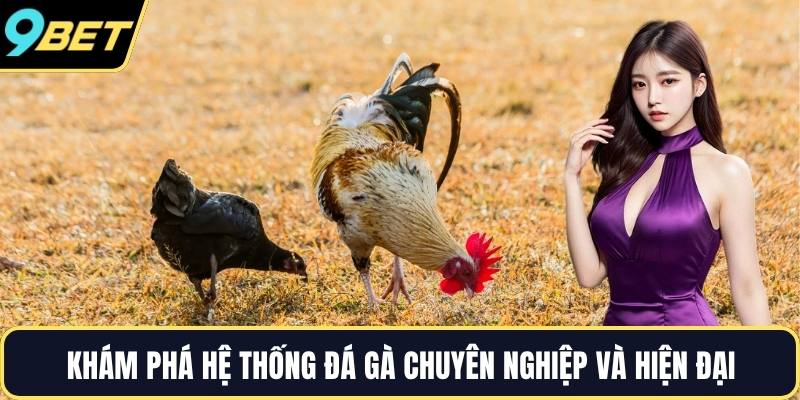 Khám phá hệ thống đá gà chuyên nghiệp và hiện đại
