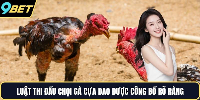 Luật thi đấu chọi gà cựa dao được công bố rõ ràng